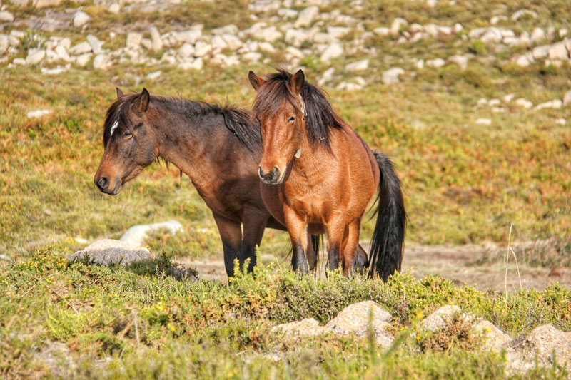 Apoio financeiro à pecuária e apicultura 