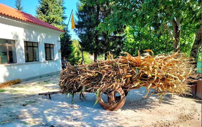 “Desfolhada Tradicional” na Vila de Vieira